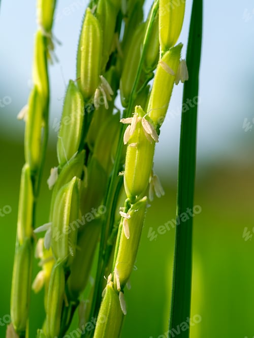 Preview: Close Up Of Rice Flower.