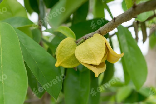 Preview: Soursop Flower, Prickly Custard Apple. (Annona Muricata L.) Plant For Treatment Of Carcinoma.