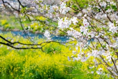 Preview: Cherry Blossom Trees At Ryuganbuchi, Fuji City, Shizuoka Prefecture