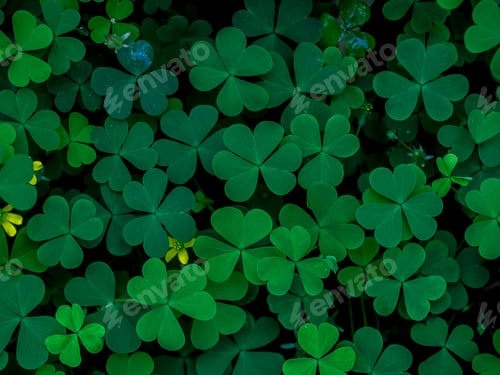Preview: Close Up Leaves Of Creeping Lady'S Sorrel Plant (Oxalis Corniculata).