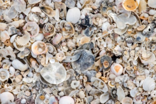 Preview: Blur Image Of Sea Shells