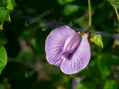 Preview: Close Up Flower Of Butterfly Pea Or Centrosema Pubescens Benth Blooming