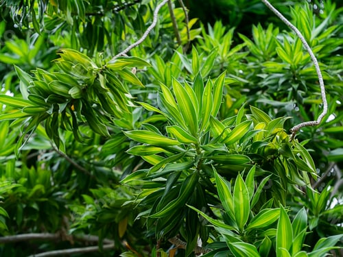 Preview: Close Up Song Of Jamaica Leaves. (Dracaena Reflexa (Decne.) Lam.)
