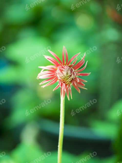 Preview: Baby Gerbera Daisy In The Garden