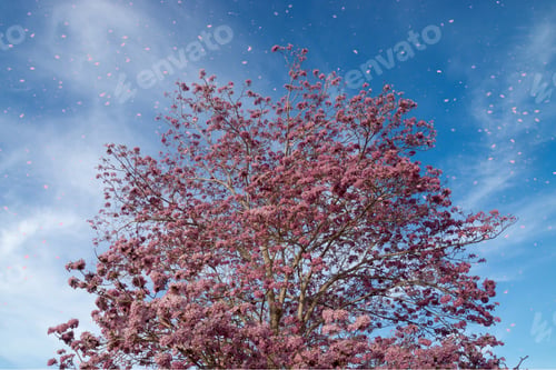 Preview: Beautiful Blooming Pink Flower Of Tabebuia Heterophylla. (Trumpet Tree )