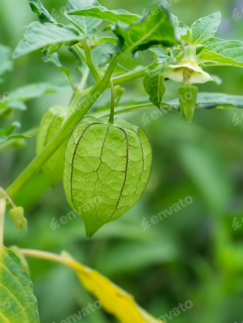 Preview: Green Cape Gooseberry On Tree.