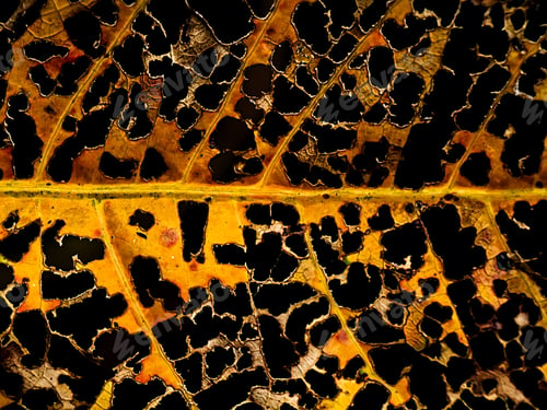 Preview: Yellow Leaves With Holes.