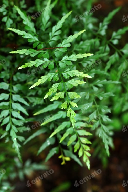 Vista previa: Green Fern Leaves