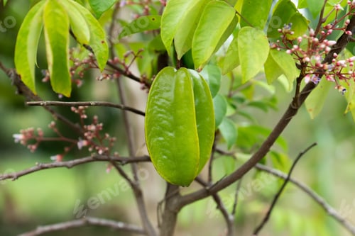 Preview: Green Star Fruit On The Tree. (Scientific Name: Averrhoa Carambola)