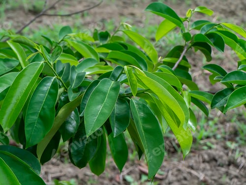 Preview: Soursop Leaves, Prickly Custard Apple. (Annona Muricata L.) Plant For Treatment Of Carcinoma