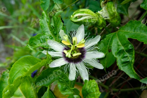 Preview: Close Up Of Passionfruit Flower (Passiflora Edulis)