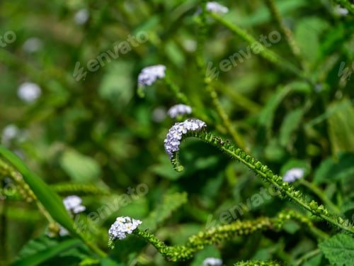 Preview: Indian Heliotrope, Scorpion Weed Or Wild Clary. (Heliotropium Indicum)