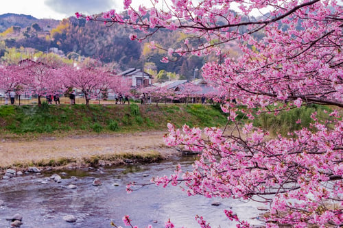 Preview: Beautiful Cherry Blossoms In Kawazu Town