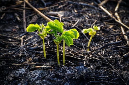 Preview: Green Sprout Growing From Seed