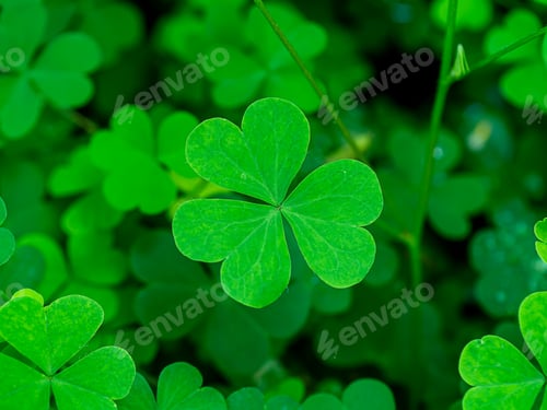 Preview: Close Up Creeping Lady'S Sorrel Plant (Oxalis Corniculata).