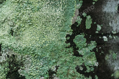 Preview: Lichens Are Symbiotic Fungi. They Are Able To Grow On The Tree.