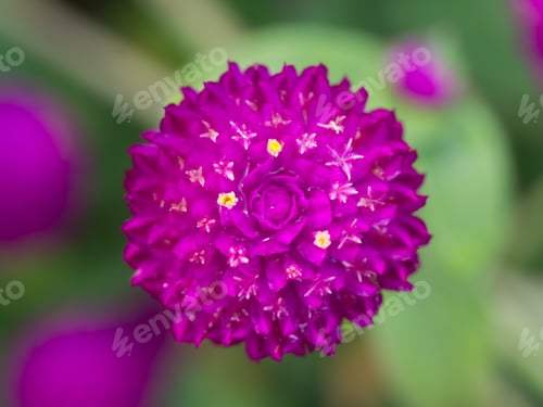 Preview: Globe Amaranth Flower. (Gomphrena Globosa)
