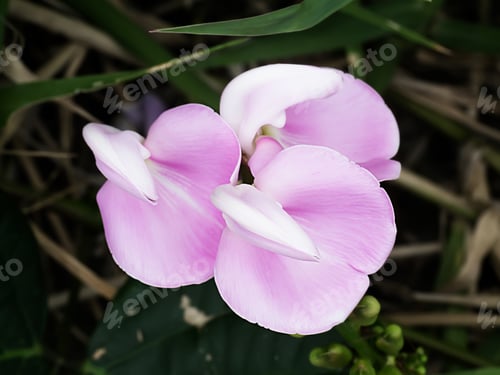 Preview: Group Pink Flower Of Canavalia Rosea Plant.