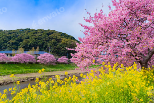 Preview: Kawazu Sakura In Minamiizu-Cho, Kamo-Gun, Shizuoka Prefecture