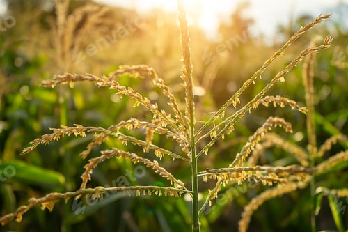 Preview: Close Up Pollen Of Corn Flower With Sunlight