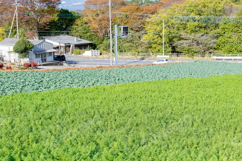 Preview: Carrot And Cabbage Field In Mishima City, Shizuoka Prefecture