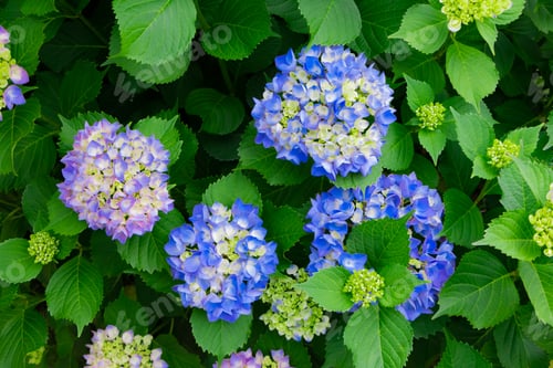 Preview: Hydrangea In Early Summer