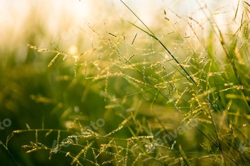 Preview: Wild Grass In The Nature.