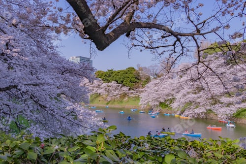 Preview: Cherry Blossoms At Tokyo Chidorigafuchi