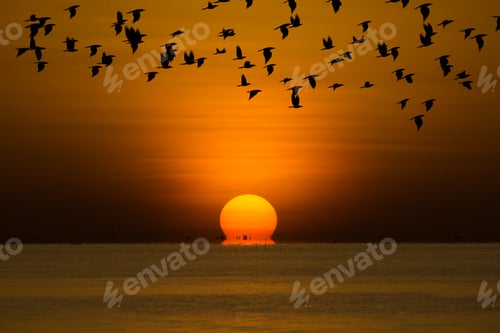 Preview: Big Sunrise In Golden Hour At The Lake With Black Shadow Of Flying Birds.
