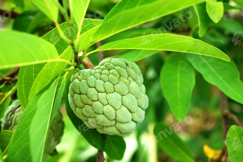 Preview: Custard Apple Fruit On Tree. (Annona Squamosa)