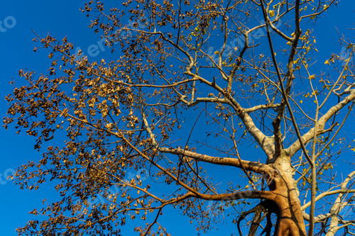 Preview: Silhouette Dead Tree With Sky Background.