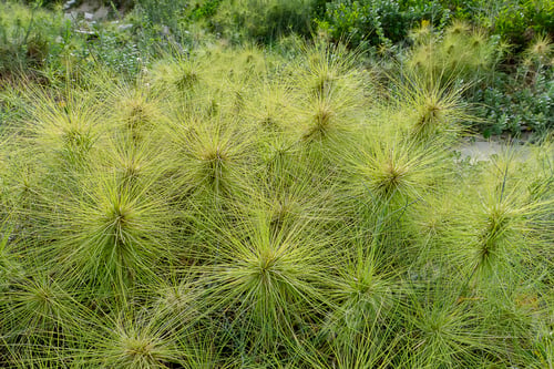 Preview: Close Up Spinifex Littoreus Grass On The Beach.