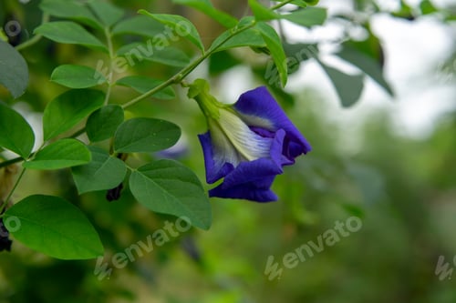 Preview: Side Of Blue Pea Flower Or Butterfly Pea Flower (Clitoria Ternatea) With Leaves On Ivy.