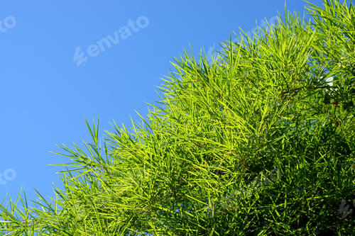 Preview: Bamboo Tree With Leave On Sky Background