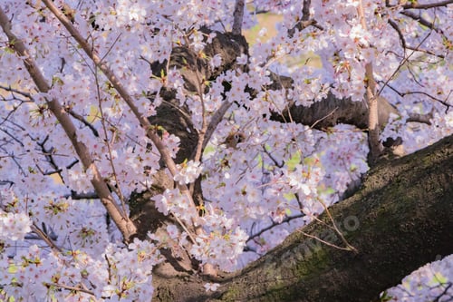 Preview: Cherry Blossoms At Tokyo Chidorigafuchi