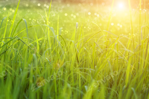 Preview: Green Grass And Morning Light.