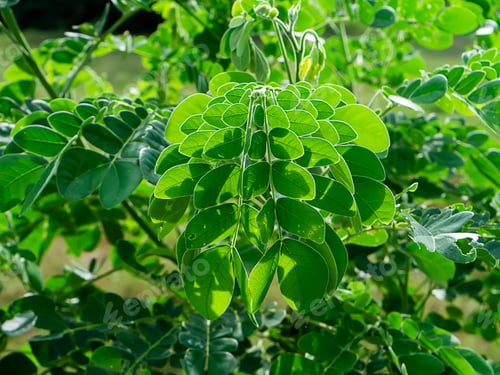 Preview: Close Up Leaves Of Rain Tree Or East Indian Walnut (Samanea Saman) Plant.