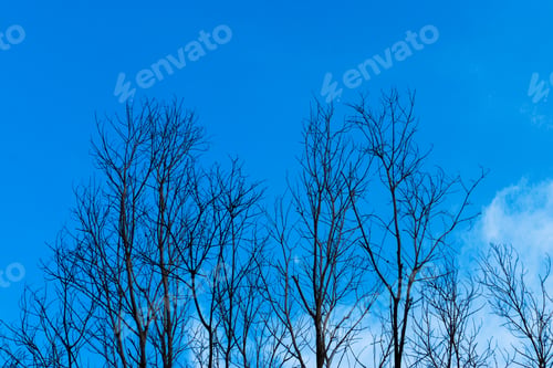 Preview: Silhouette Of Dead Tree With Sky Background.