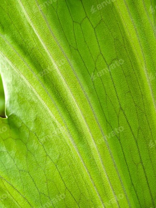 Preview: Texture Of Fern Leaves Background.