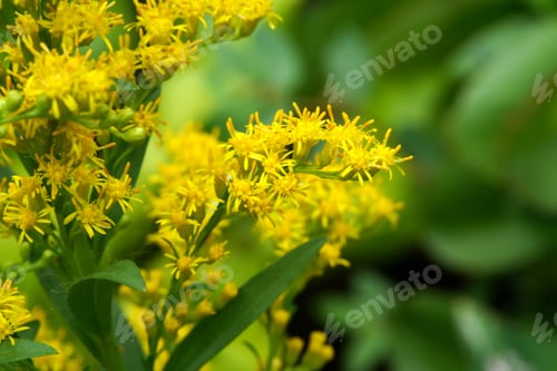 Preview: Close Up Of Solidago Canadensis Flower.