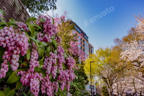 Preview: Cherry Blossoms At Tokyo Chidorigafuchi