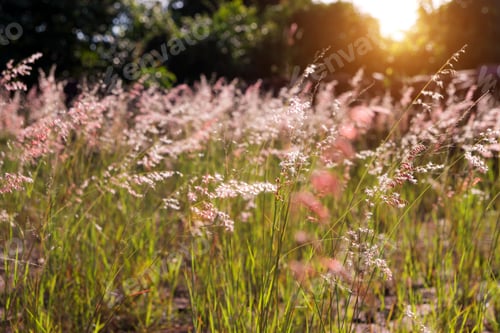 Preview: Pink Flowers Grass Blurred Bokeh With Light Background Vintage.