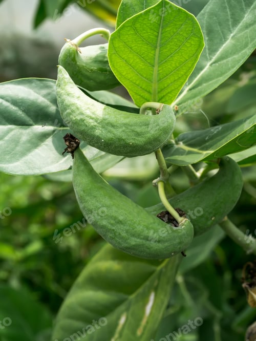 Preview: Seed Of Calotropis Gigantea Tree. (Crown Flower)