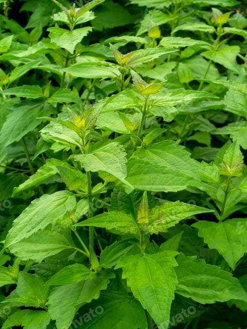 Preview: Bitter Bush Or Siam Weed Leaf. (Chromolaena Odorata)