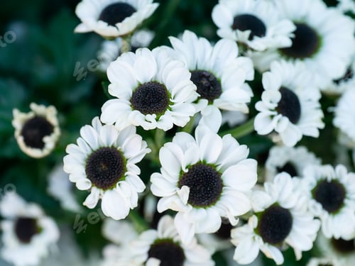 Preview: Close Up White And Black Chrysanthemum Flower.