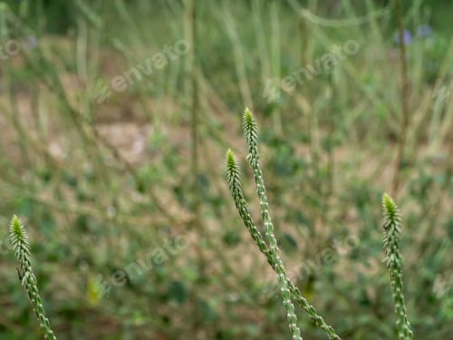 Preview: The Flower Of Achyranthes Aspera Plant On Blur Background.
