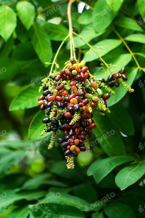 Preview: Herb Fruit Of Lepisanthes Rubiginosa Tree.