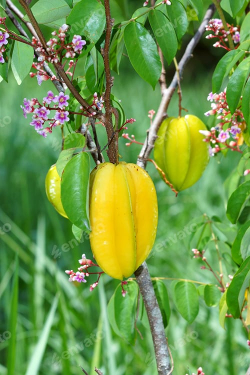 Preview: Raw Star Apple Fruit On Tree.