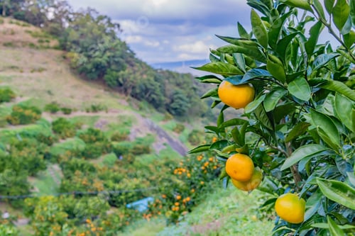 Preview: Mandarin Orange Plantation