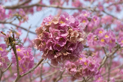 Preview: Beautiful Blooming Pink Flower Of Tabebuia Heterophylla. (Trumpet Tree )
